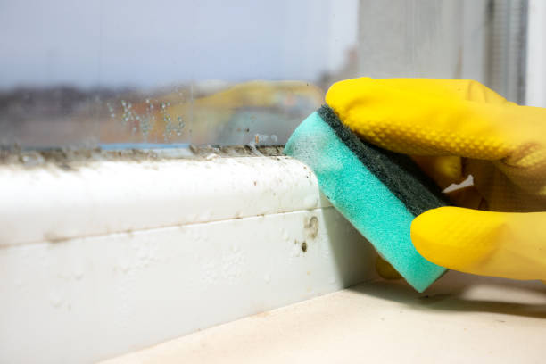 Best Residential Mold Remediation in Wewa, OK