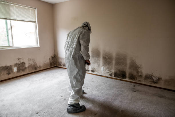 Best Post-Flood Mold Remediation in Wewa, OK