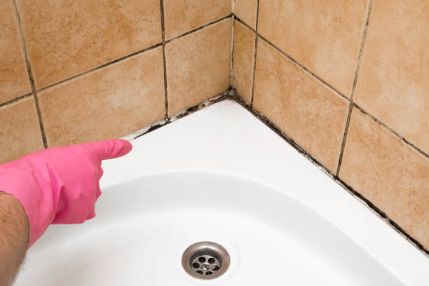 Trusted Wewoka, OK Mold Remediation Experts